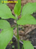 Sunchoke.Org: Image