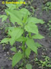 Sunchoke.Org: Image