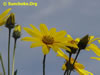 Sunchoke.Org: Image