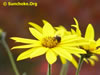 Sunchoke.Org: Image