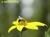 Sunchoke.Org: Image